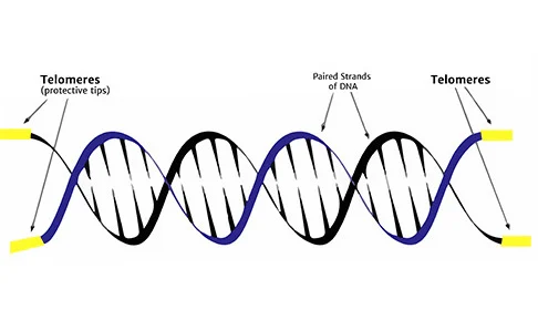 DNA-telemere