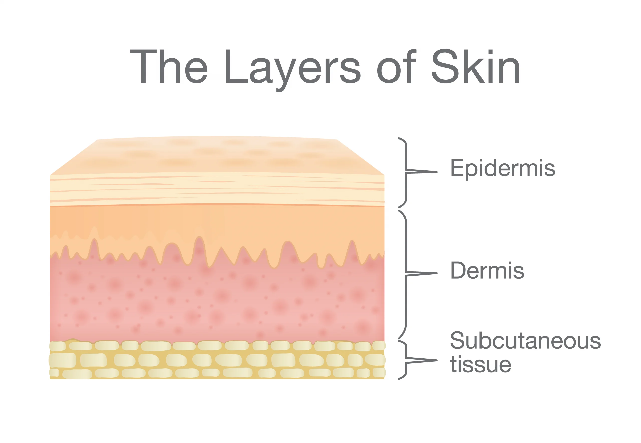 layers of the skin