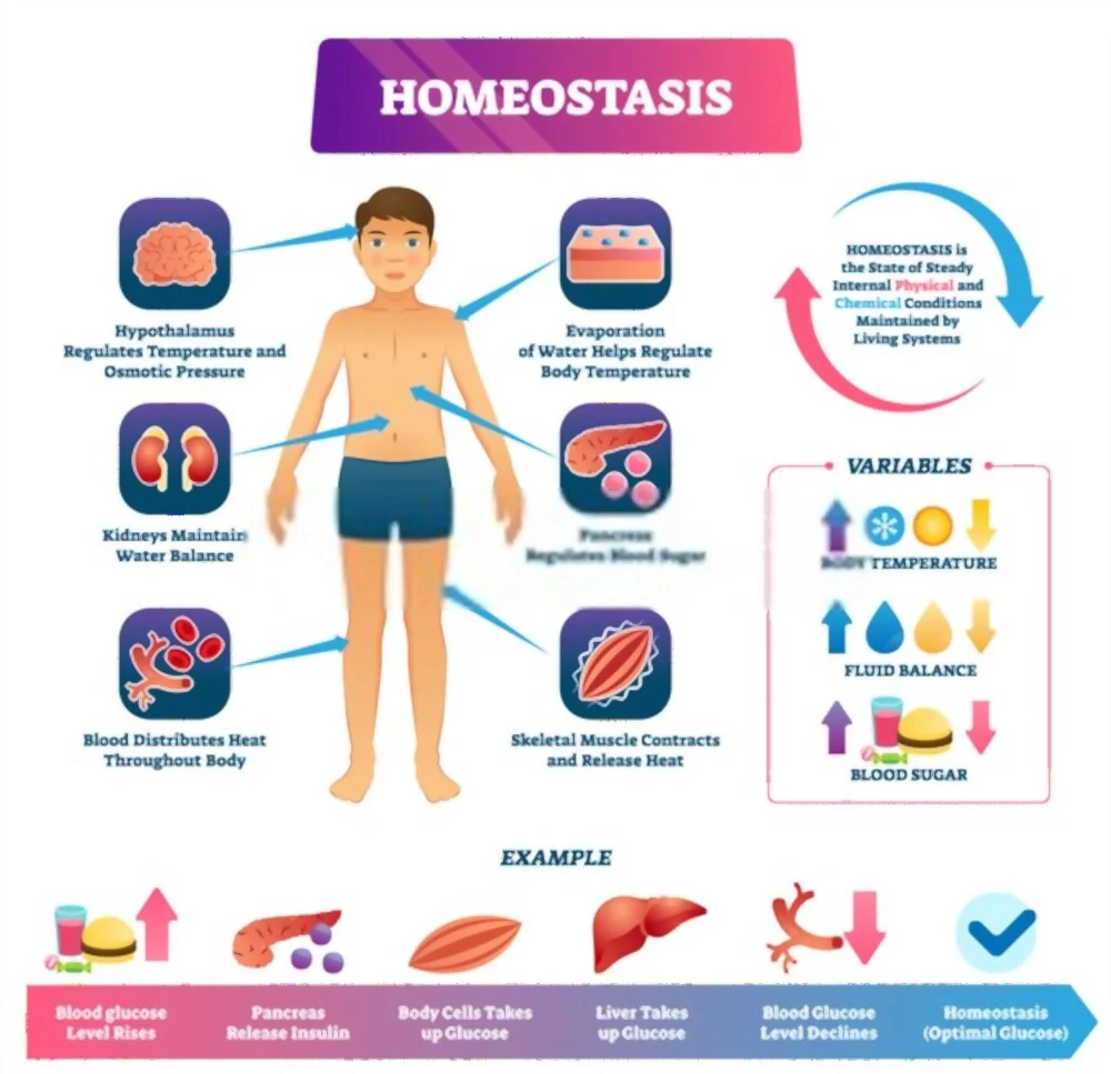 Homeostasis infographic