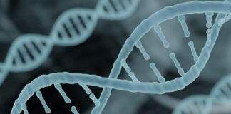 Stress, water and nutrients: a longevity story